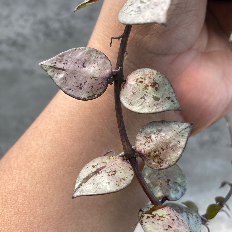 FS18-8 Hoya Lacunosa Black Aurora