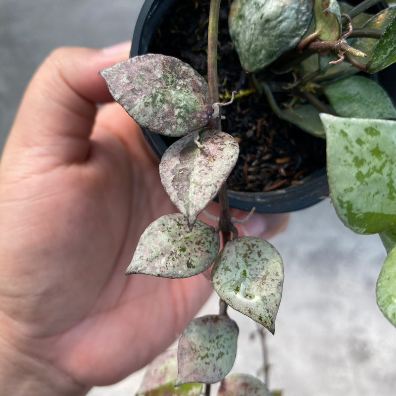 FS18-8 Hoya Lacunosa Black Aurora