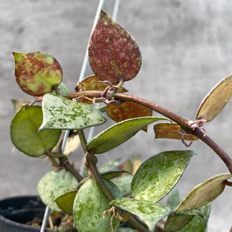 FS18-8 Hoya Lacunosa Black Aurora