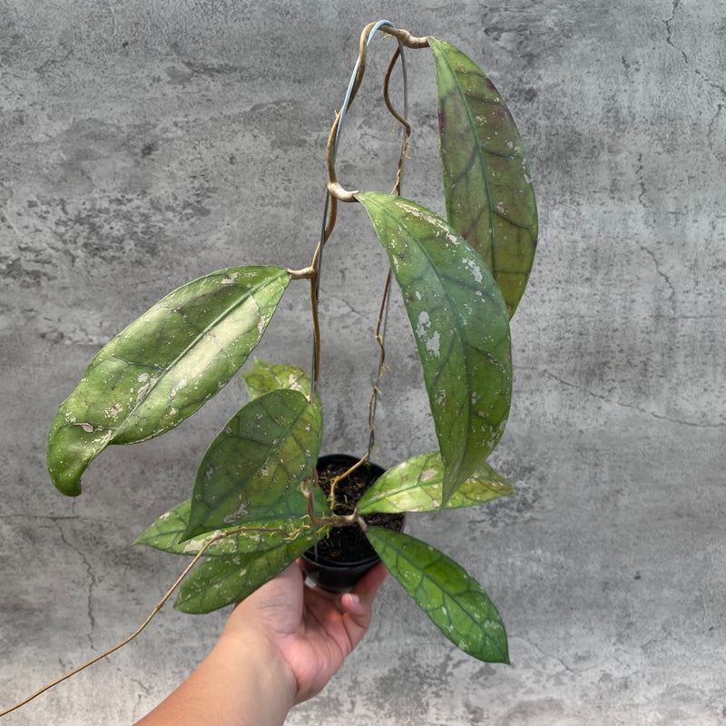 FS25-8 Hoya Clemensiorum Splash SP Borneo