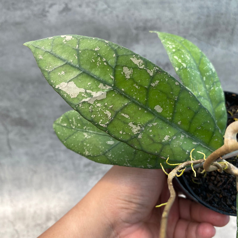 FS25-8 Hoya Clemensiorum Splash SP Borneo