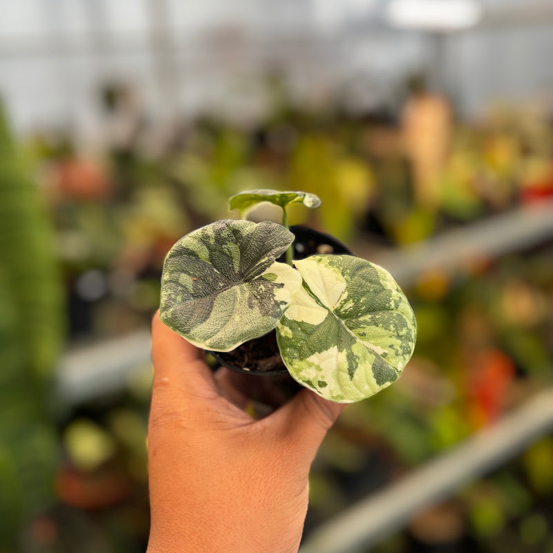 Alocasia Melo Badak Variegated