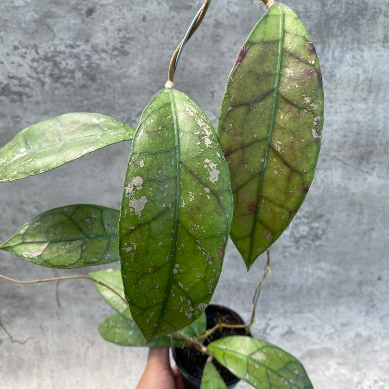 FS25-8 Hoya Clemensiorum Splash SP Borneo