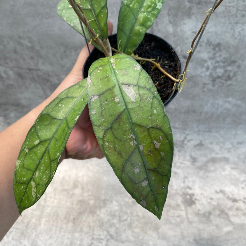 FS25-8 Hoya Clemensiorum Splash SP Borneo