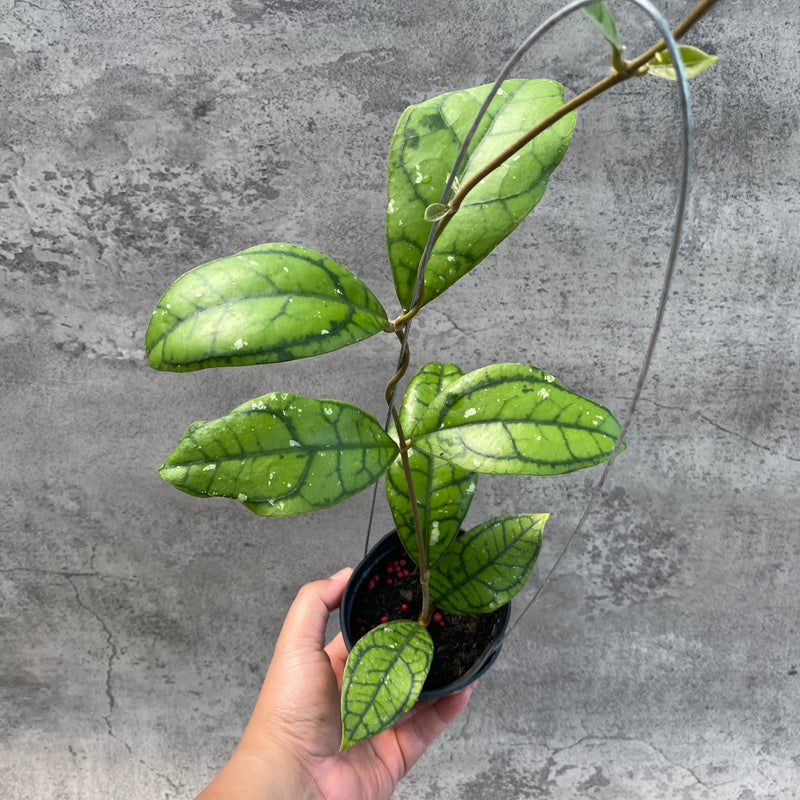 FS30-8 Hoya Callistophylla Venna