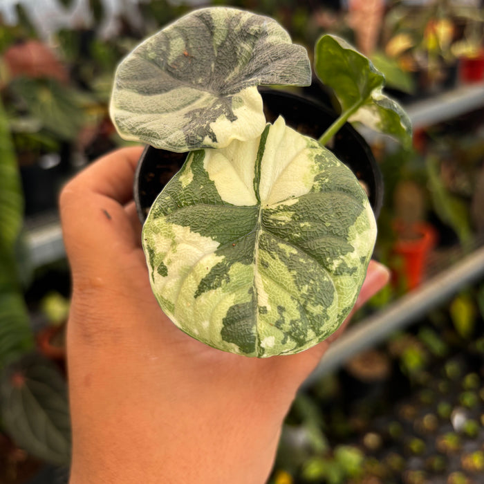 Alocasia Melo Badak Variegated