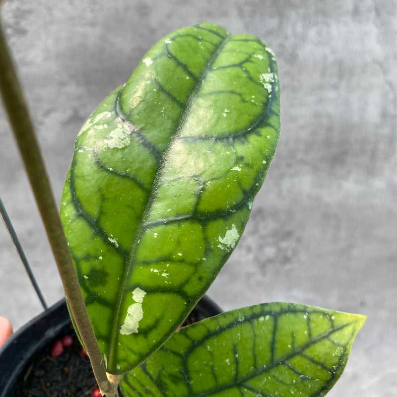 FS30-8 Hoya Callistophylla Venna