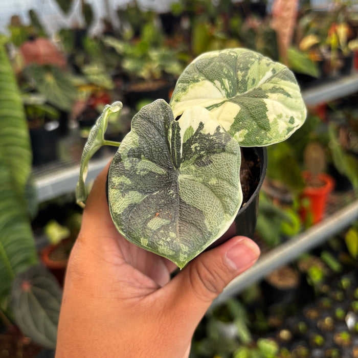 Alocasia Melo Badak Variegated