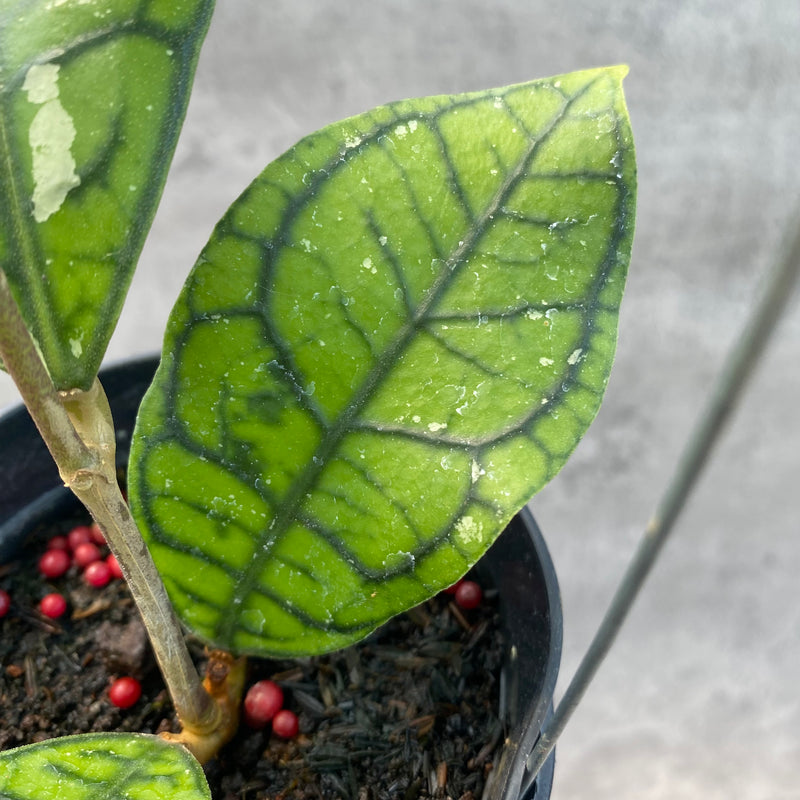 FS30-8 Hoya Callistophylla Venna