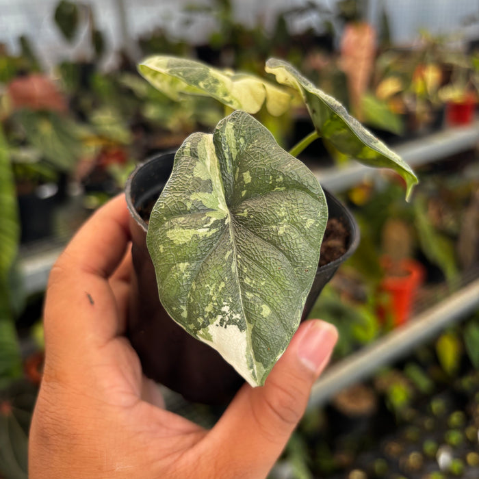 Alocasia Melo Badak Variegated