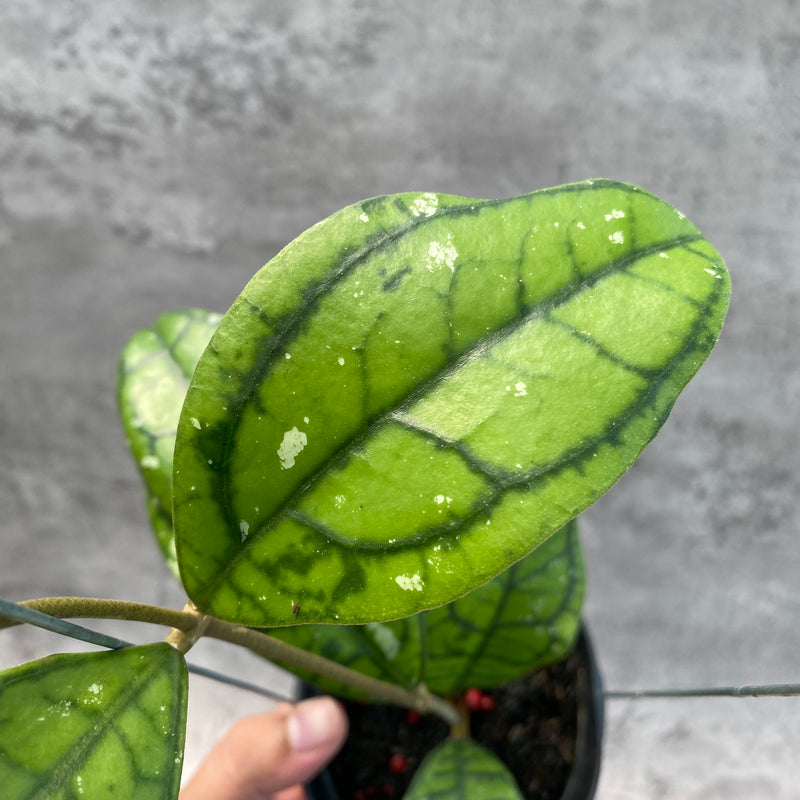 FS30-8 Hoya Callistophylla Venna