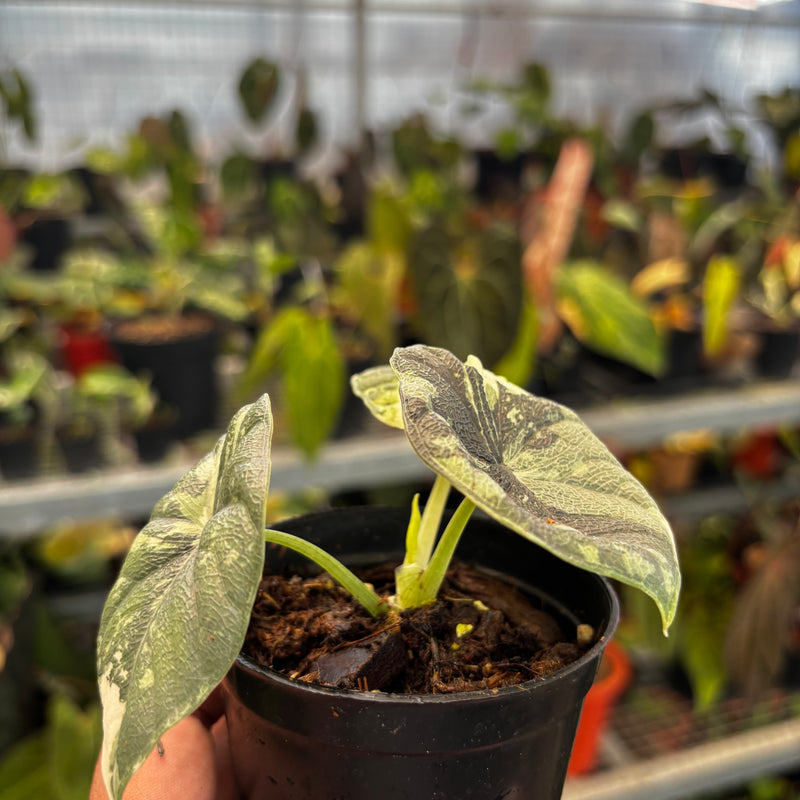 Alocasia Melo Badak Variegated