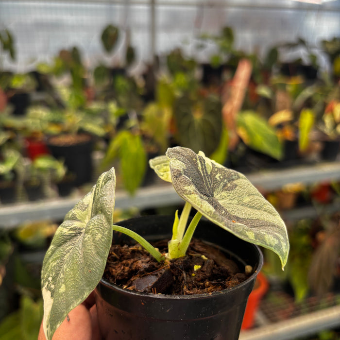 Alocasia Melo Badak Variegated