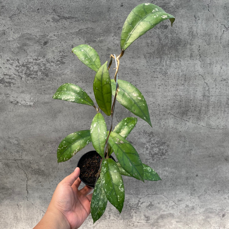 FS24-8 Hoya Clemensiorum Splash SP Borneo 2