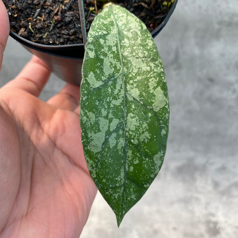 FS24-8 Hoya Clemensiorum Splash SP Borneo 2