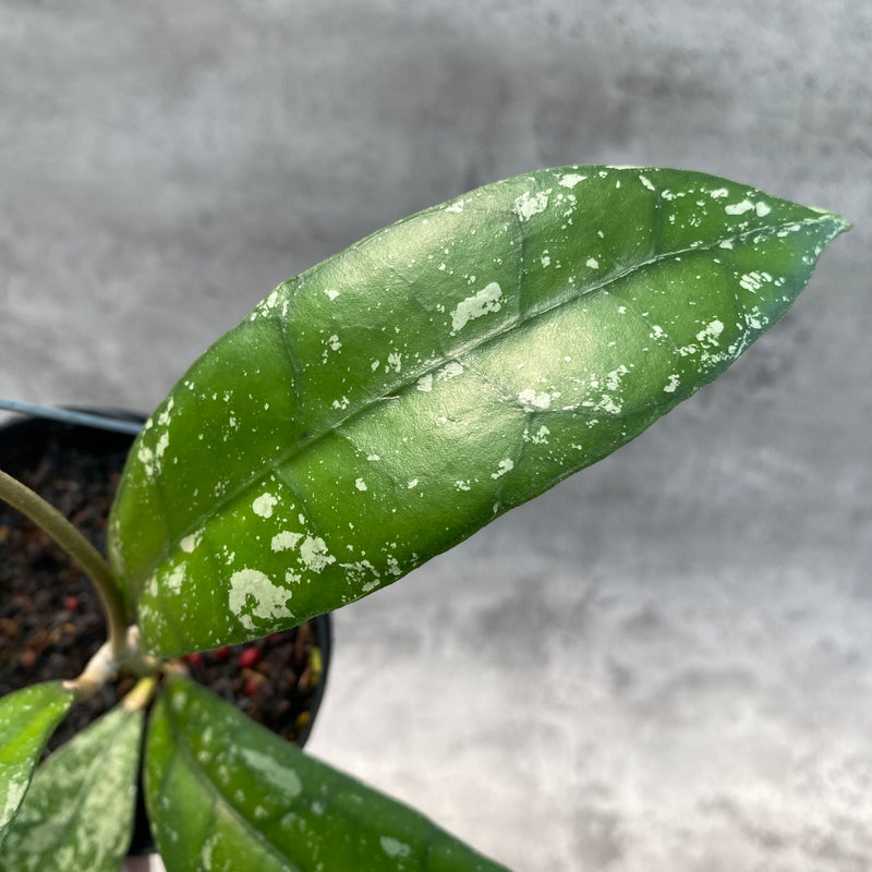 FS24-8 Hoya Clemensiorum Splash SP Borneo 2