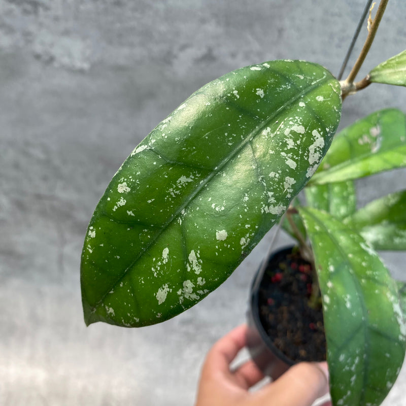 FS24-8 Hoya Clemensiorum Splash SP Borneo 2