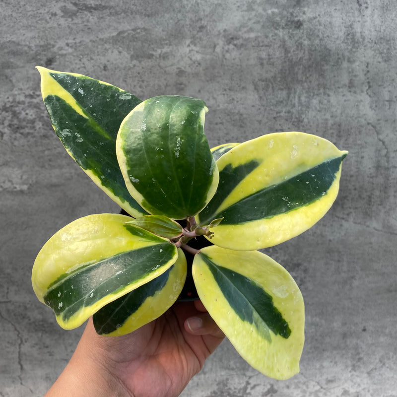 FS17-8 Hoya Latifolia Albomarginata Roundleaf