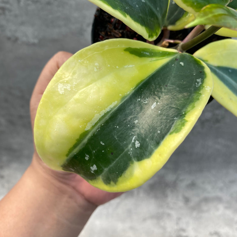 FS17-8 Hoya Latifolia Albomarginata Roundleaf