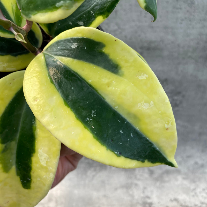 FS17-8 Hoya Latifolia Albomarginata Roundleaf