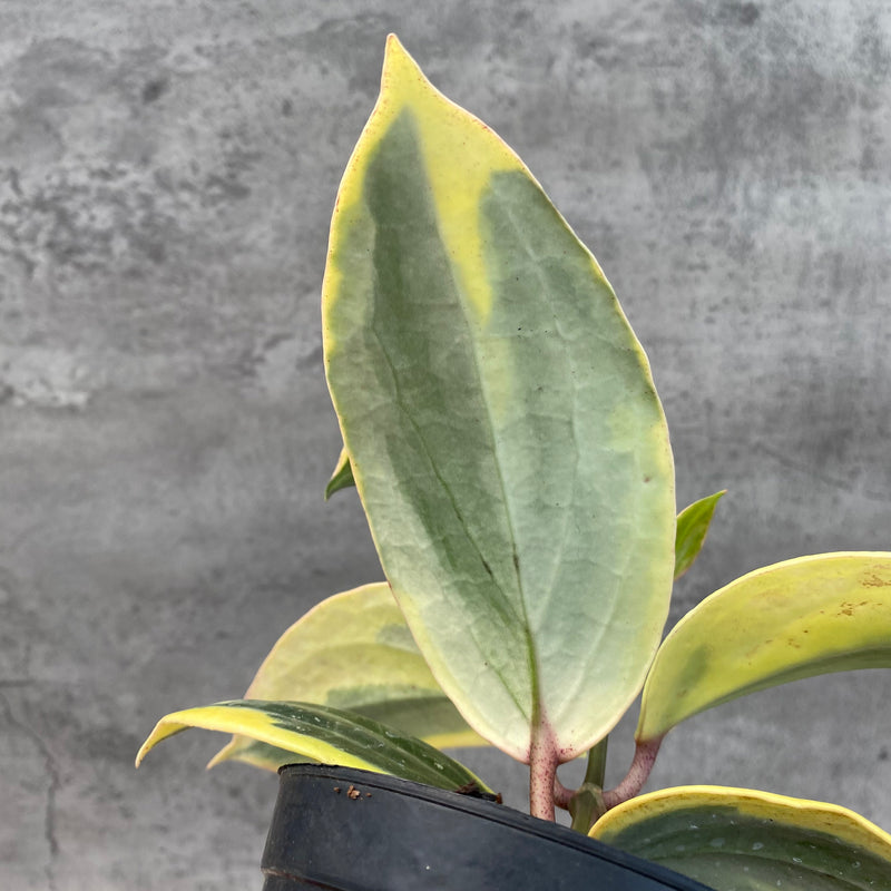 FS17-8 Hoya Latifolia Albomarginata Roundleaf