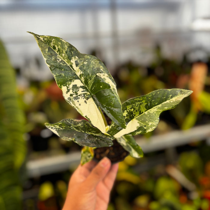 Alocasia Simpo Albo Variegated