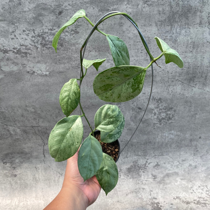 FS22-8 Hoya Coriacea Silver
