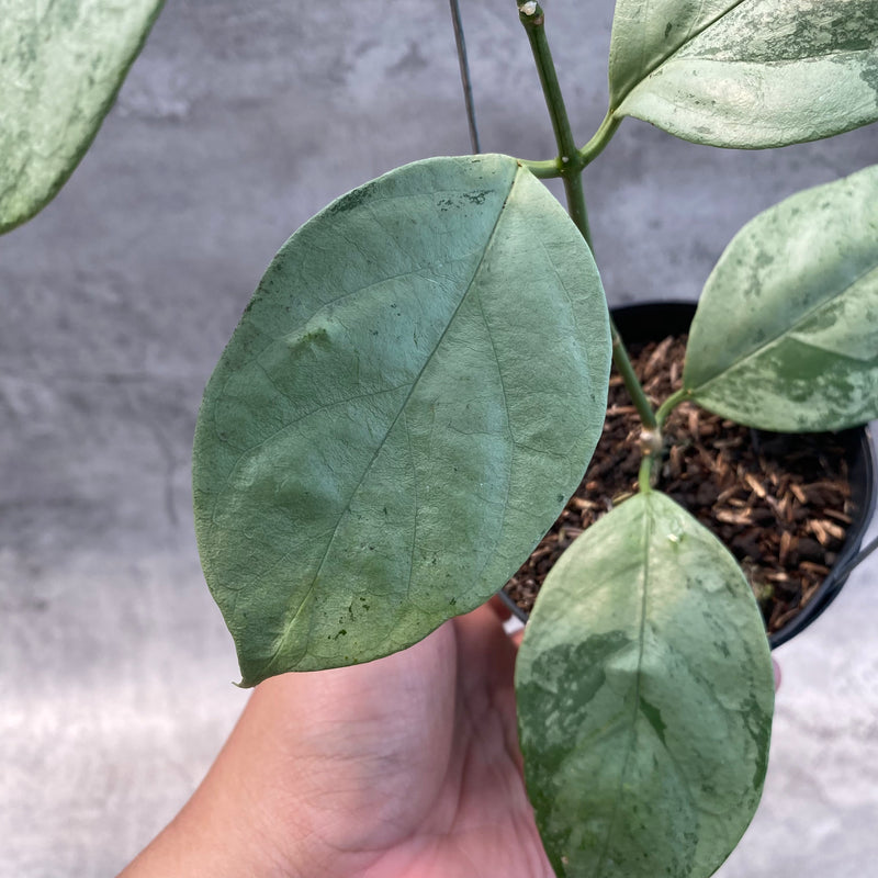 FS22-8 Hoya Coriacea Silver