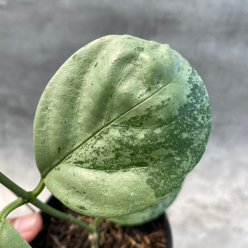FS22-8 Hoya Coriacea Silver