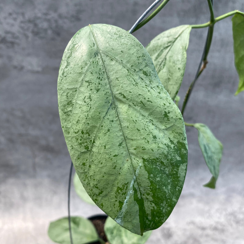 FS22-8 Hoya Coriacea Silver