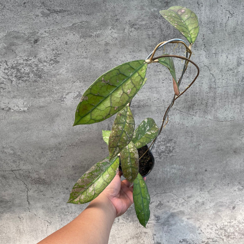 FS23-8 Hoya Clemensiorum Splash SP Borneo 3