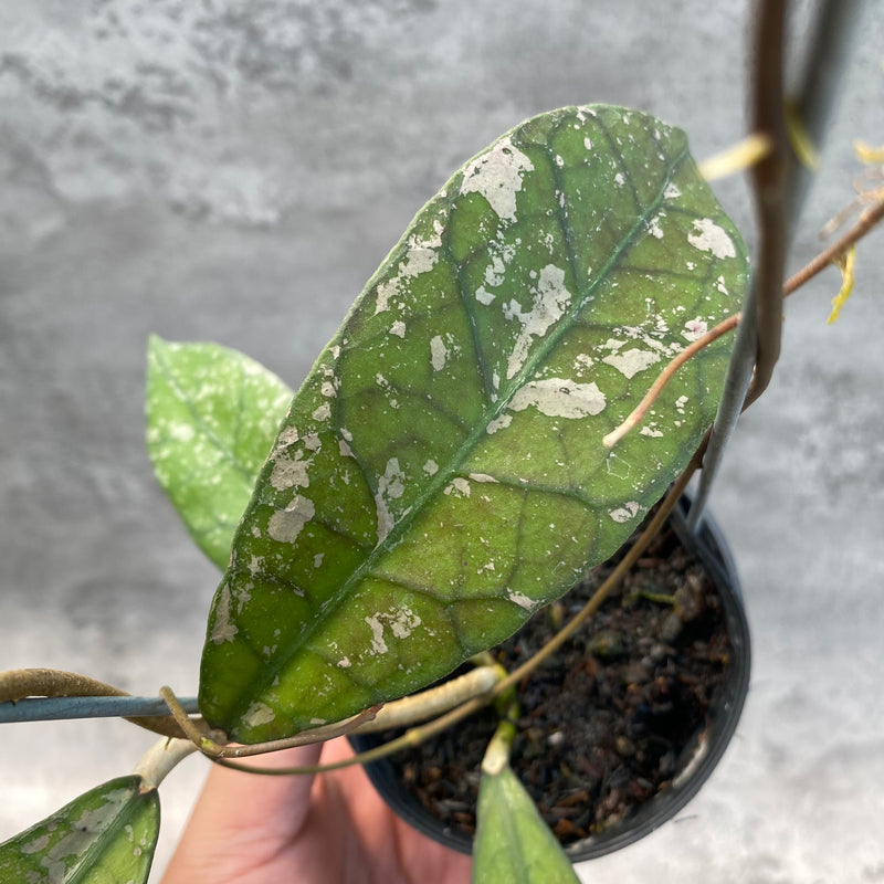 FS23-8 Hoya Clemensiorum Splash SP Borneo 3