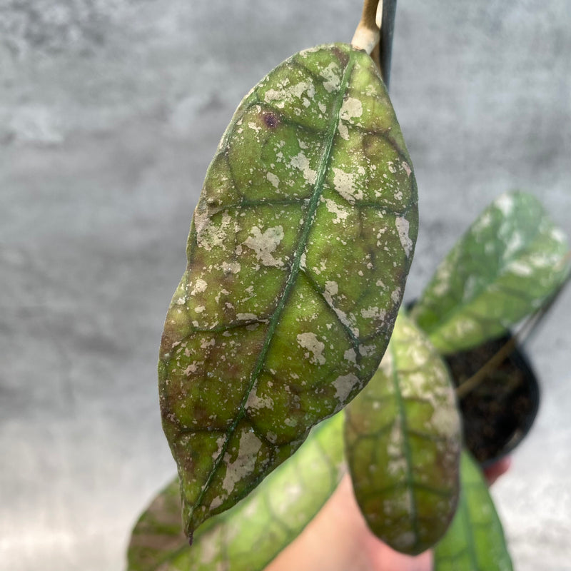 FS23-8 Hoya Clemensiorum Splash SP Borneo 3