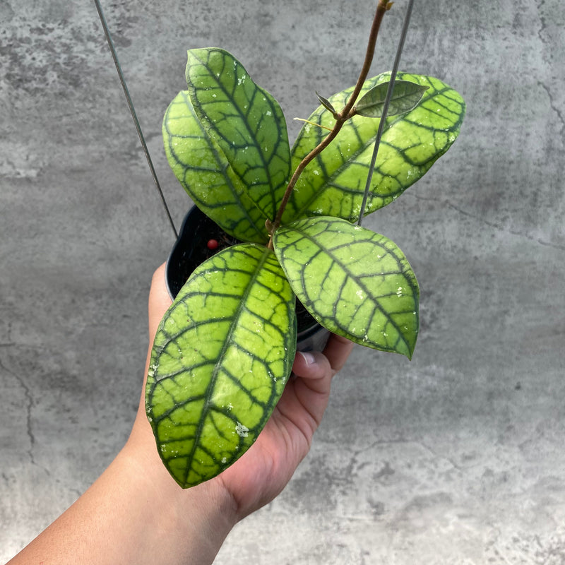 FS29-8 Hoya Callistophylla Venna 2