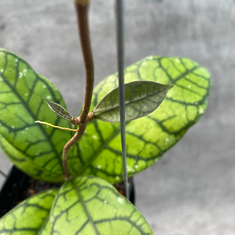 FS29-8 Hoya Callistophylla Venna 2