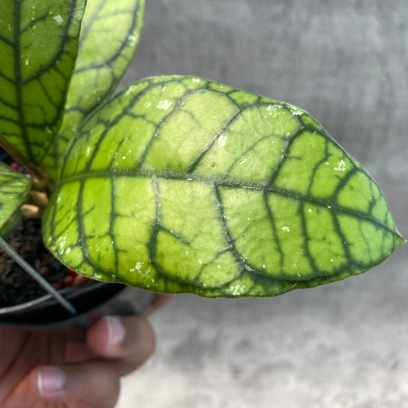 FS29-8 Hoya Callistophylla Venna 2