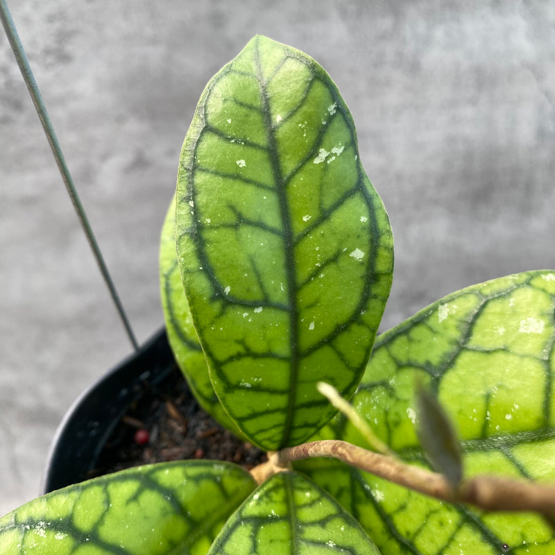 FS29-8 Hoya Callistophylla Venna 2