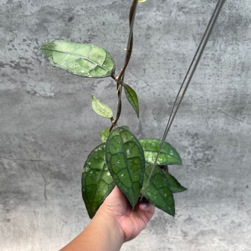FS26-8 Hoya Clemensiorum SP Aceh 2