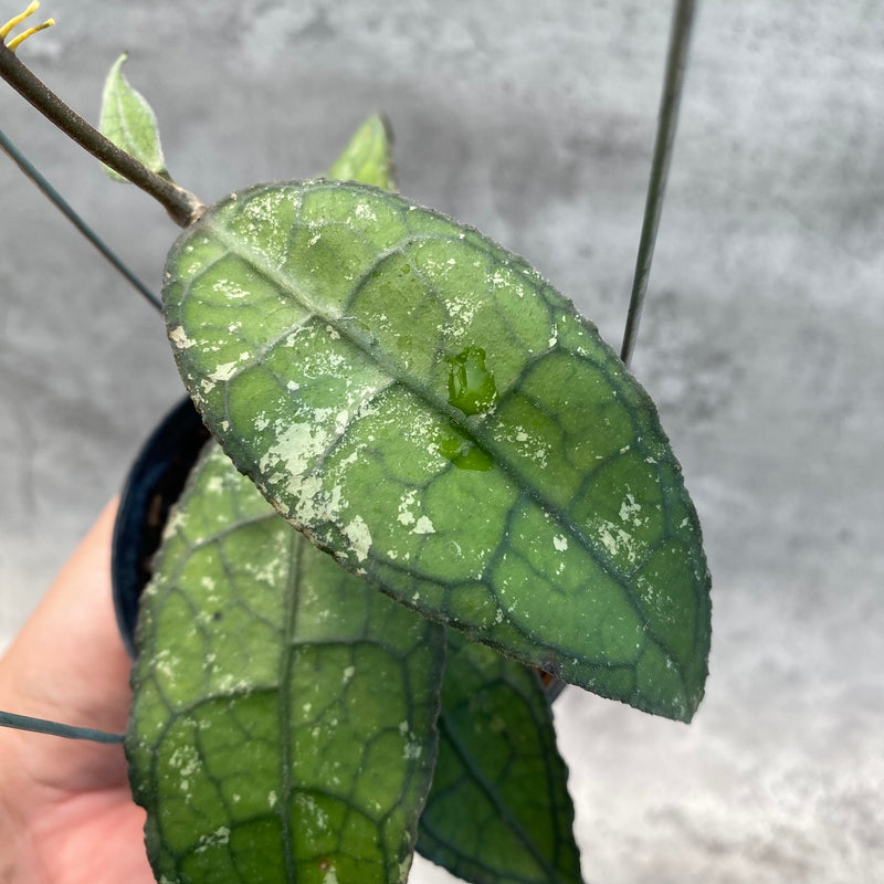 FS26-8 Hoya Clemensiorum SP Aceh 2