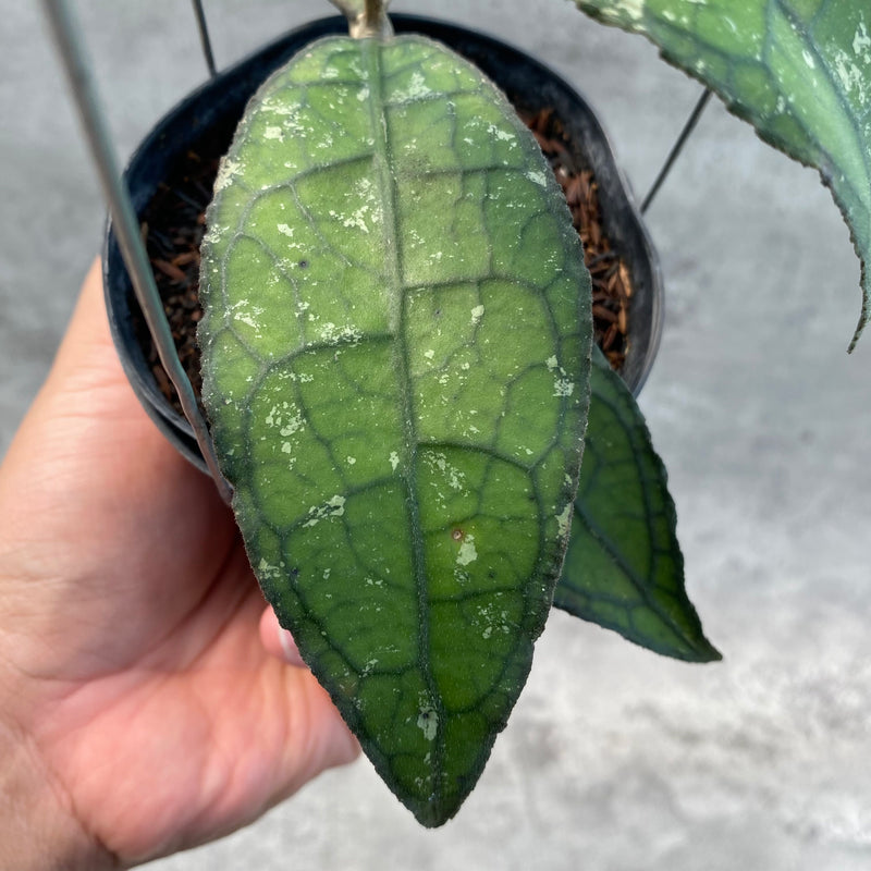 FS26-8 Hoya Clemensiorum SP Aceh 2