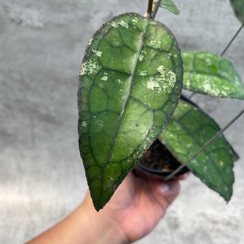 FS26-8 Hoya Clemensiorum SP Aceh 2