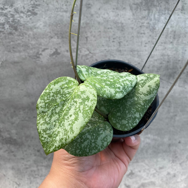 FS28-8 Hoya Cinnamomifolia x Imbricata