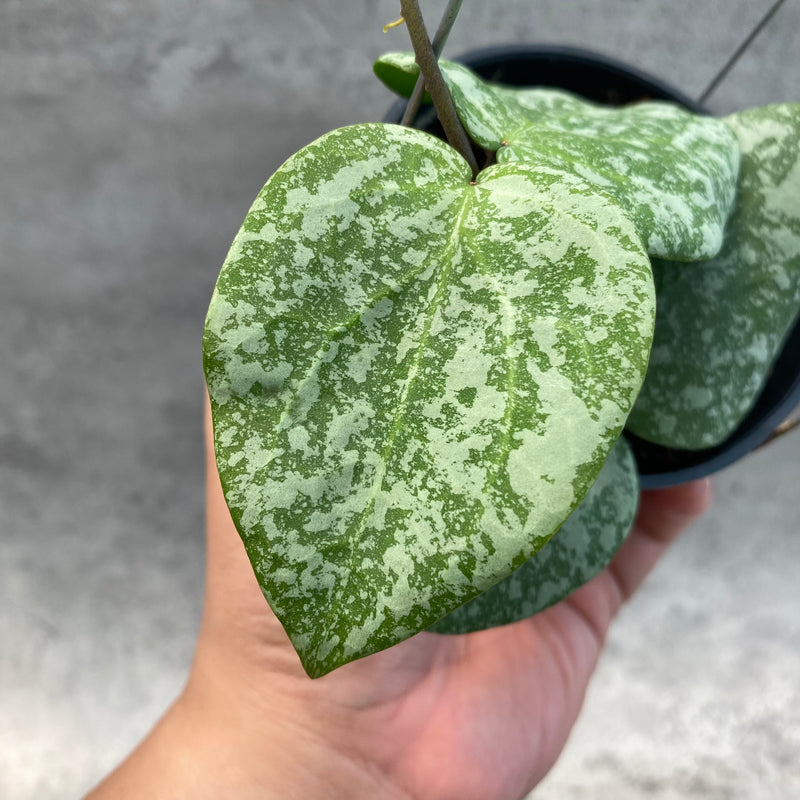 FS28-8 Hoya Cinnamomifolia x Imbricata