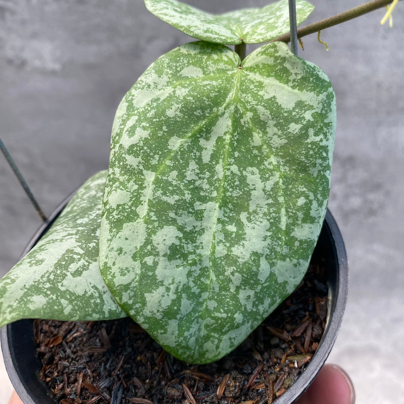 FS28-8 Hoya Cinnamomifolia x Imbricata