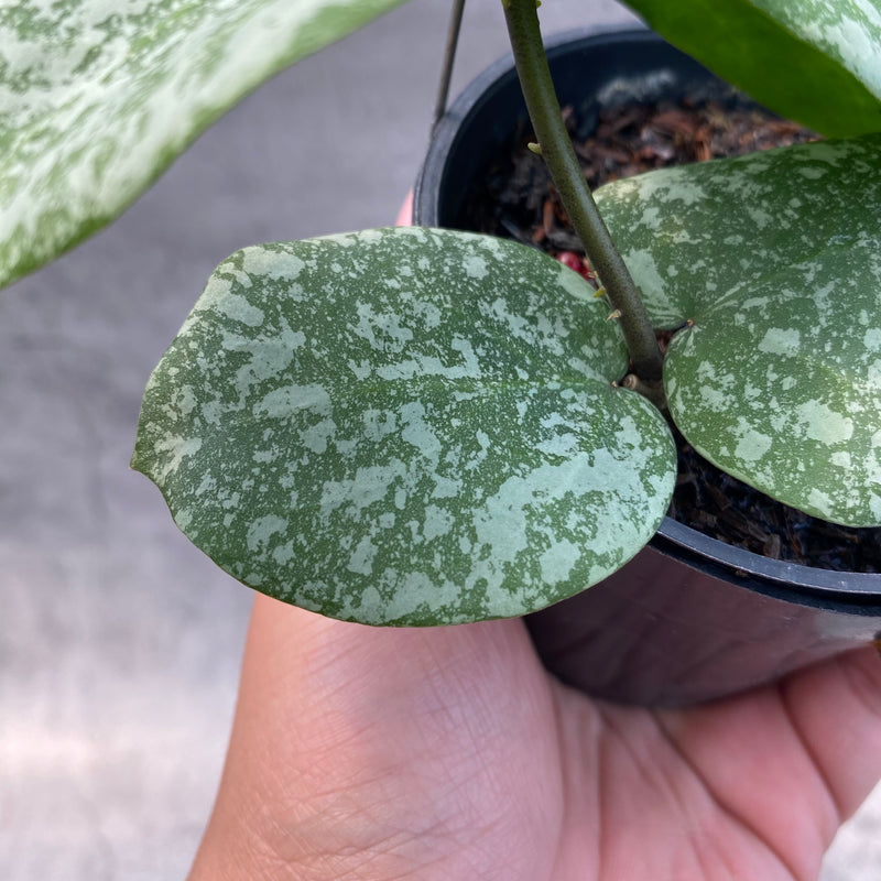 FS28-8 Hoya Cinnamomifolia x Imbricata