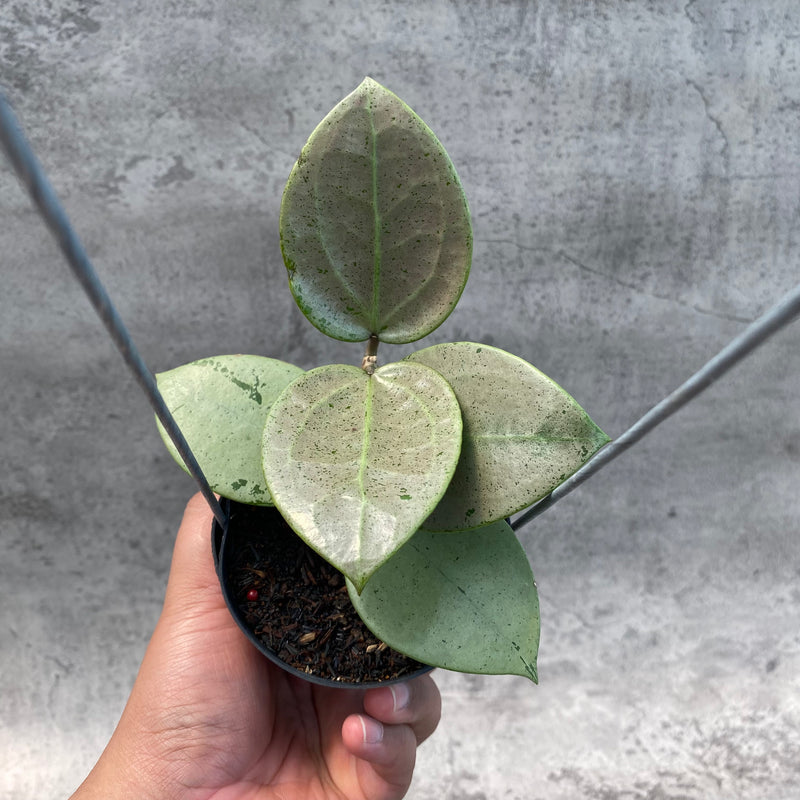 FS11-8 Hoya Parasitica Silver Heart