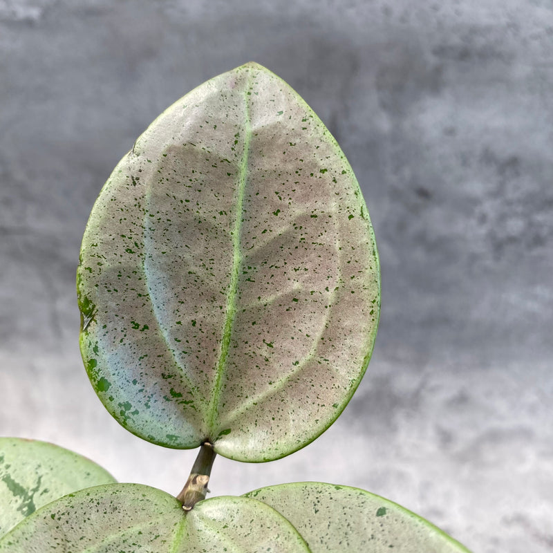 FS11-8 Hoya Parasitica Silver Heart