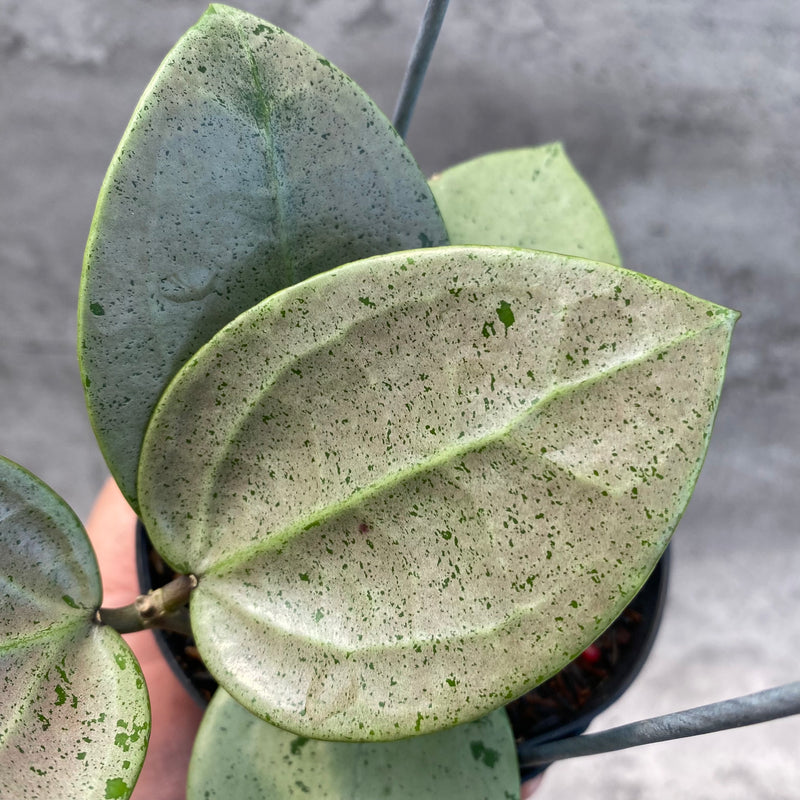 FS11-8 Hoya Parasitica Silver Heart