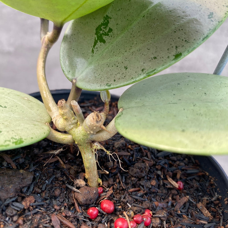 FS11-8 Hoya Parasitica Silver Heart