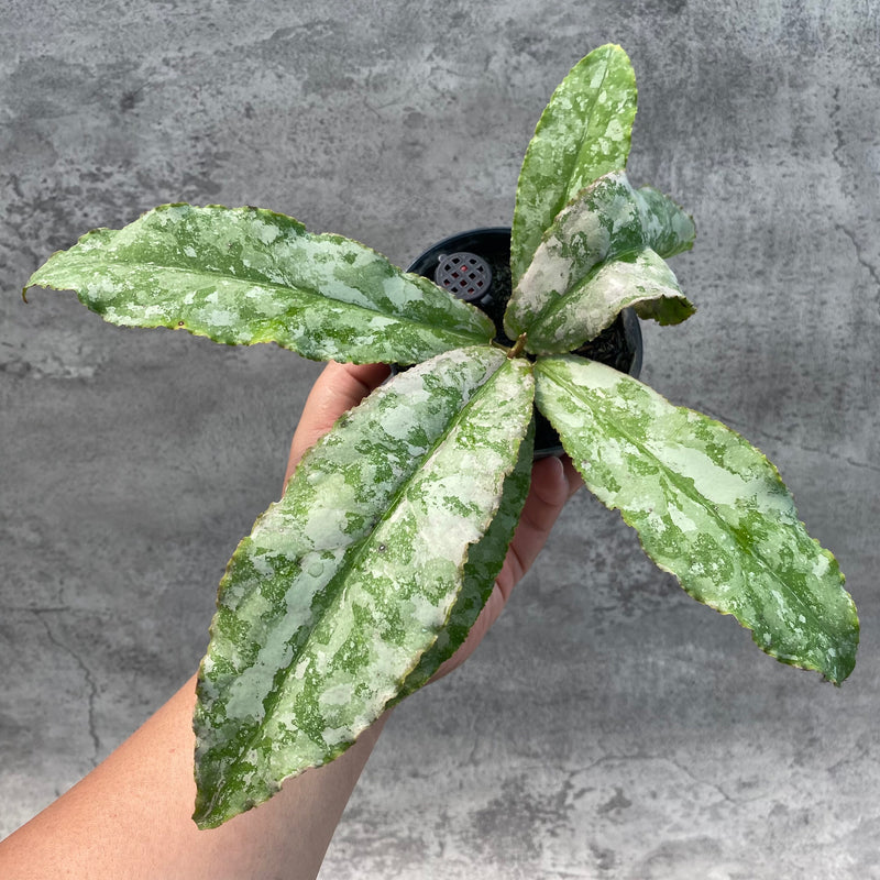 FS2-8 Hoya Undulata Silver